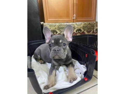 Fransız bulldog 3.5 aylık