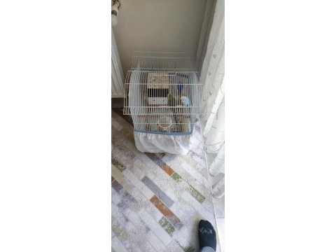 Yumurtlamaya hazır çift muhabbet kuşu