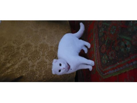3 yaşında scottish fold