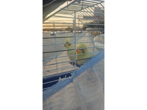 Çok güzel 45 50 günlük yavru sultan lutino