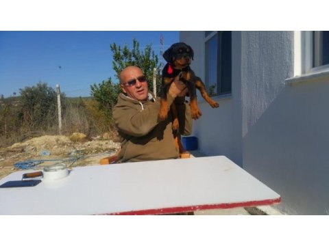 Rottweiler von baboş