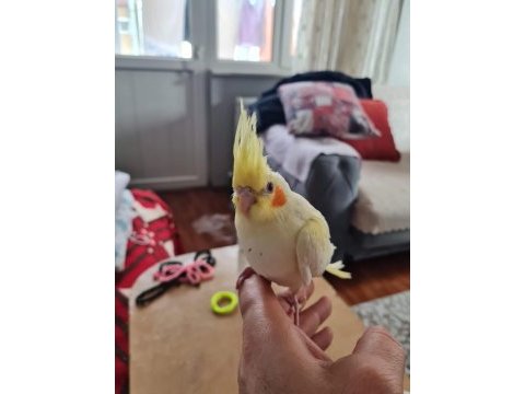 Temiz çift sultan papağanı