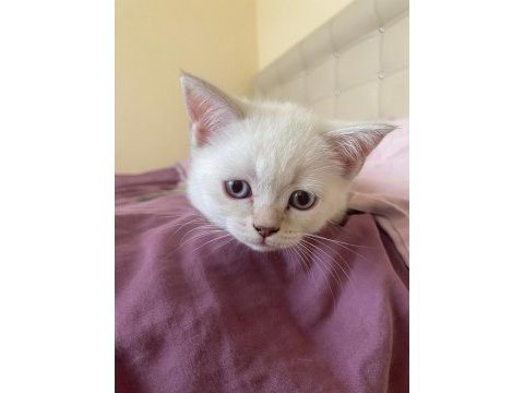 British shorthair