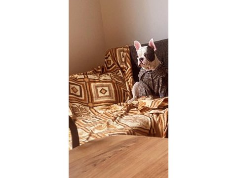French bulldog 6 aylık
