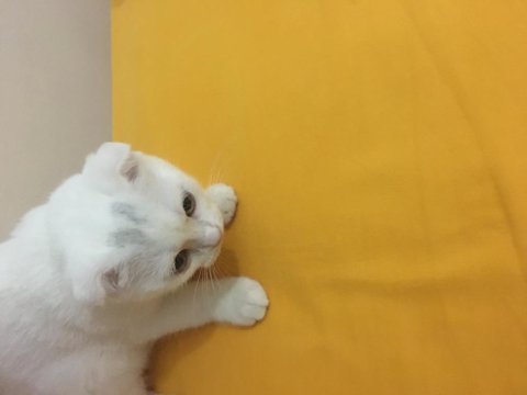 Scottish fold