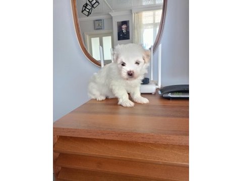 Terrier can dostları bunlar