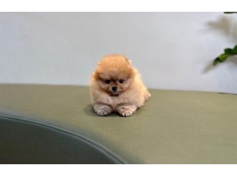 Show kalite a class pomeranian boo erkek dişi