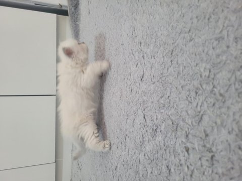 Yavru dişi british longhair