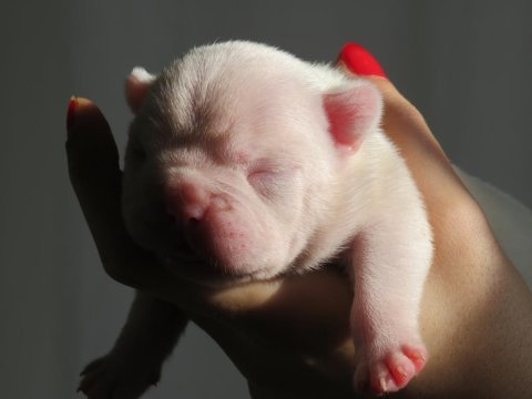 Brillante de arte kennel'dan süt beyaz french bulldog