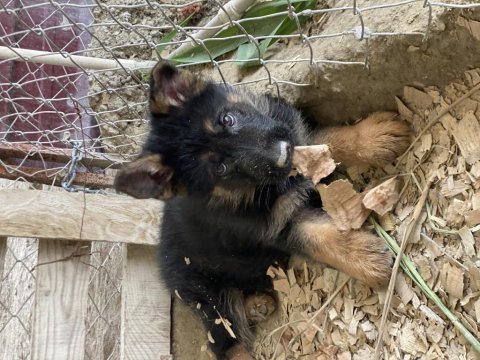 Özel kan hattından alman kurdu yavruları