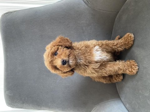 Toy poodle dişi yavrumuz yeni ailesini aramakta