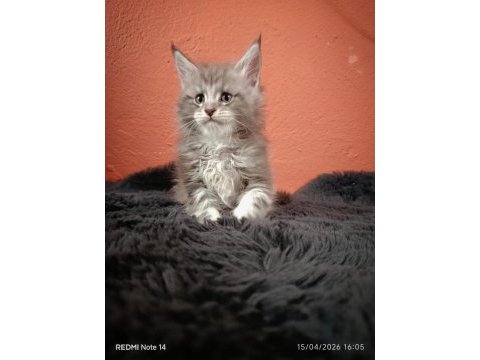 Ankaranın en seçkin sçr li maine coon yavruları