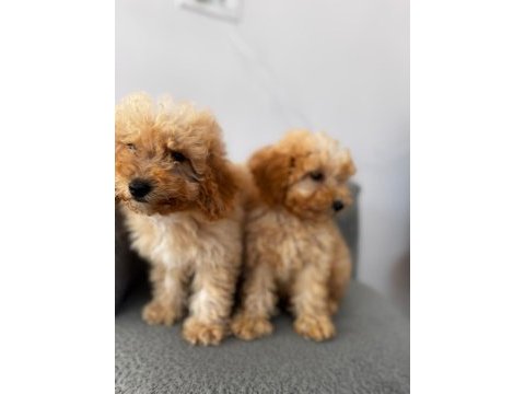 Kıvırcık maltipoo yavrularımız