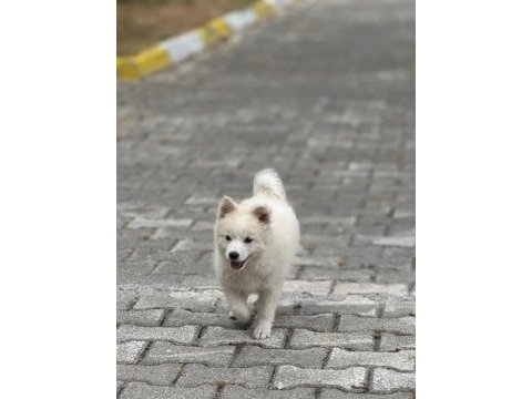 2 aylık dişi tonya finosu yavrusu