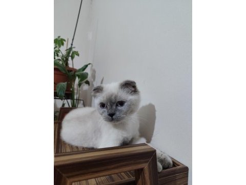 Safkan scottish fold dostumuz yeni sahibini arıyor
