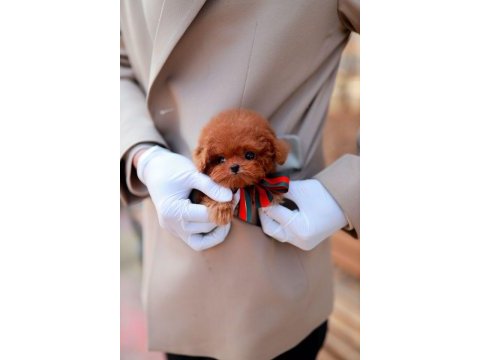 Safkan a kalite toy poodle bebeklerim