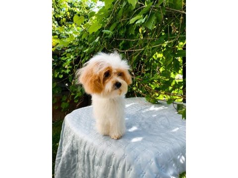Sütlü kahve tadında kore maltipoo yavru
