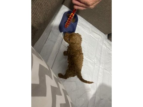 2 aylık sağlıklı ped eğitim dişi redbrown toy poodle