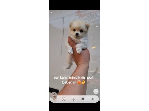 2 aylık pom dişi bebek