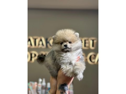 Ankaranın en seçkin pomeranian yavrusu