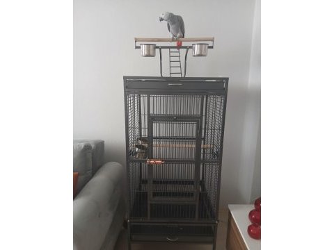8 aylık jako papağanı
