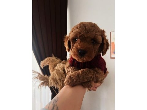 Minnacık toy boy poodle kuzularım ev doğumlu