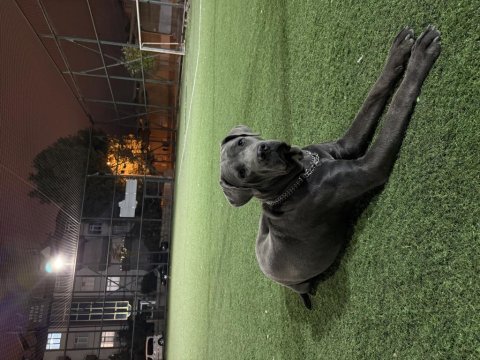 7.5 aylık dişi cane corso blue aşısı karnesi çipi tam