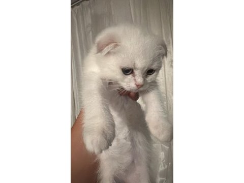Scotish fold safkan ırk ayı surat yavrularımız 2 aylık.
