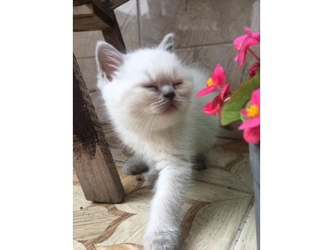 Yavru dişi british shorthair kediler