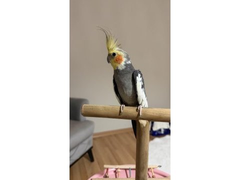 Sultan papağanı 8 aylık