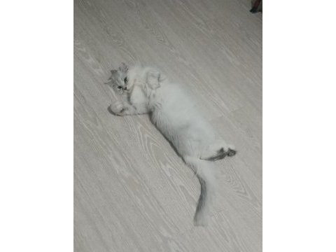 Kedimize eş arıyorum