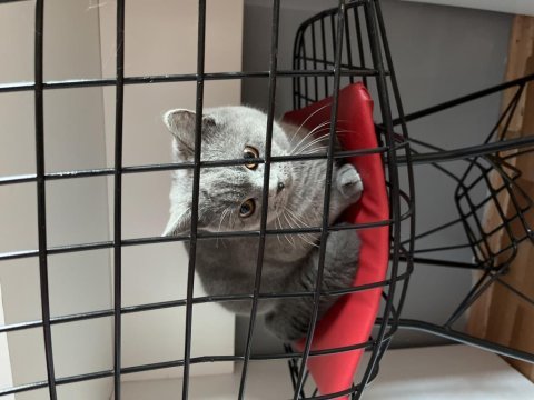 Ücretsiz sahiplendirme british shorthair