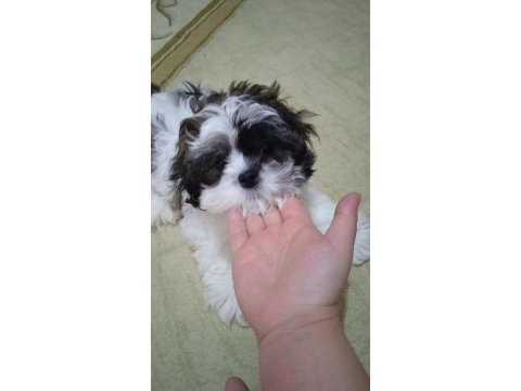 Shih tzu badem hanım
