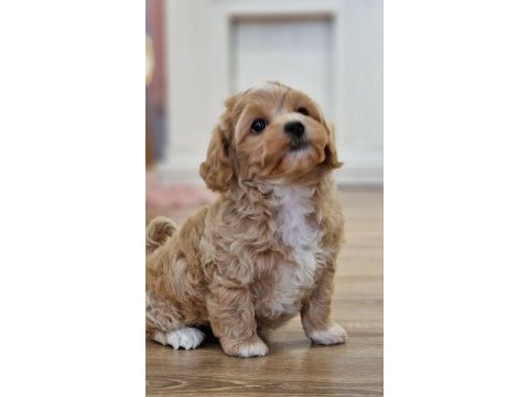 Kore maltipoo yavru