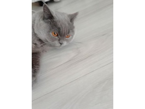 British shorthair erkek yavrumuz