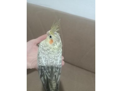 Daha yeni doğmuş sultan papağanı yavruları 4 yavru