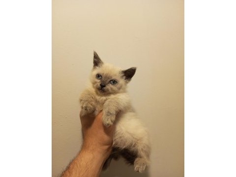 3 adet yavru british shorthair