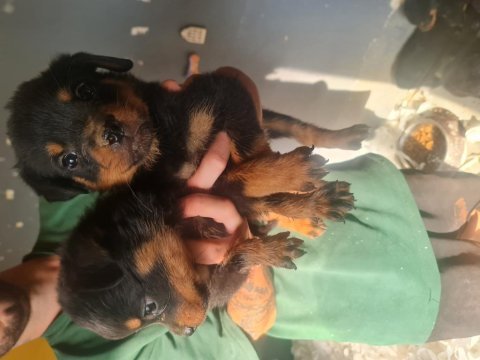 Mükemmel kalitede rottweiler bebeklerimiz için acele edin