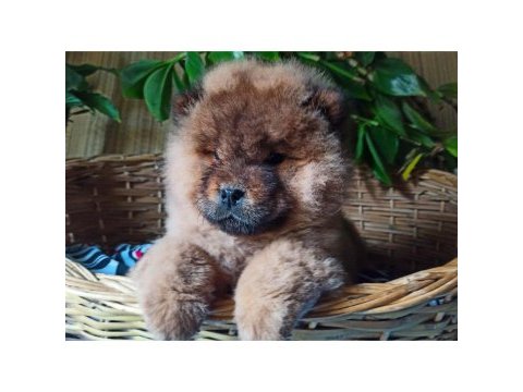 Chow chow yavrular