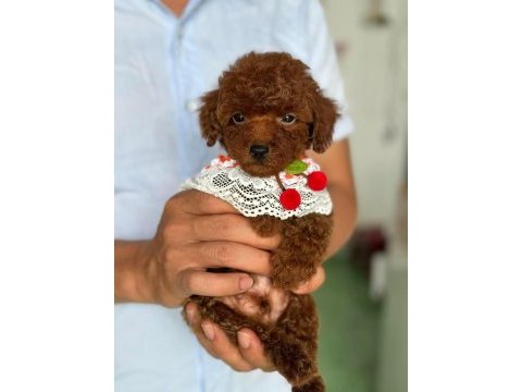Adananın en seçkin toy poodle yavruları