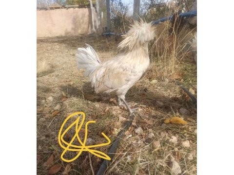 Mavi yeşil yumurta tavuklar