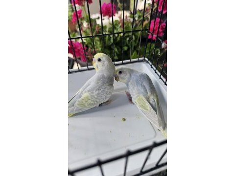 Rengarenk üst vasıf rainbow muhabbet takımlar