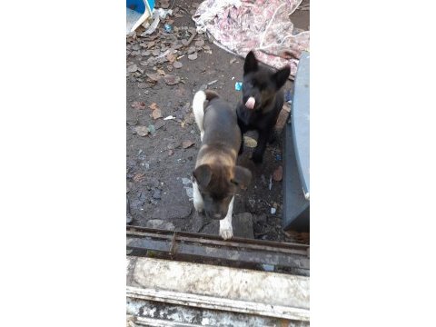 Akita 3 aylık aşılı dişi yavru