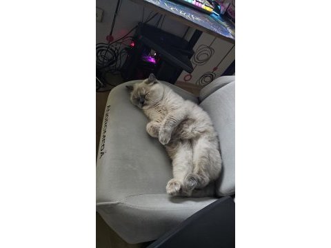 Blue point british shorthair ücretsiz