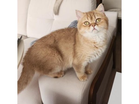 Yetişkin british shorthair