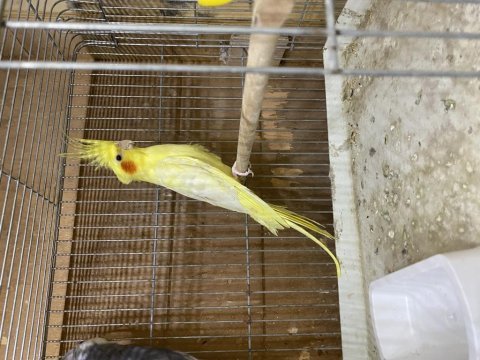 Yavru yetişkin dişi erkek damızlık sahiplendirilecek