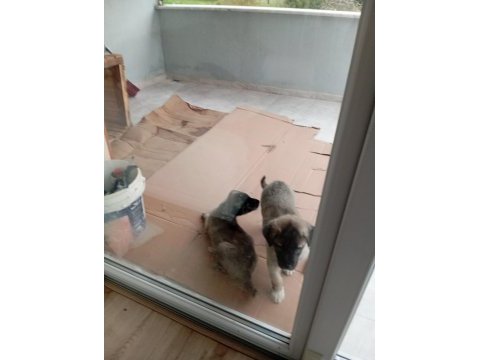 Tüm aşıları yapılmış 4 aylık kangal