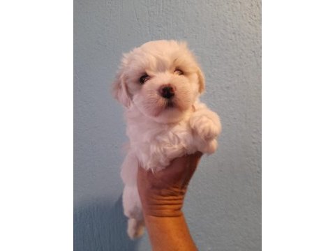 Maltese terrier yavru köpeklerimiz