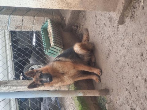Bahçesine hayatına ömürlük dost arayana alman kurdu