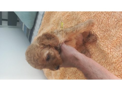 Sağlıklı neşeli poodle yavrular